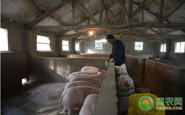 日常巡查猪舍都查什么？猪群哪些状况需要重点关注？-图片版权归惠农网所有