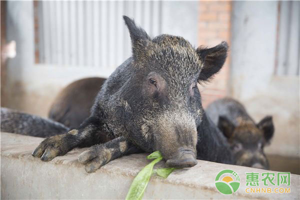 日常巡查猪舍都查什么？猪群哪些状况需要重点关注？-图片版权归惠农网所有