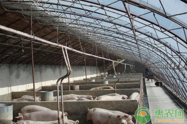 猪场母猪生产常见的五个问题-图片版权归惠农网所有