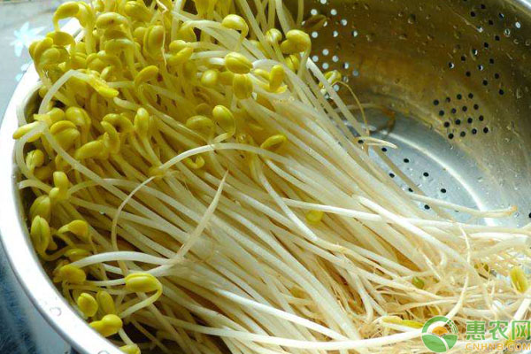 黄豆芽怎么发？-图片版权归惠农网所有