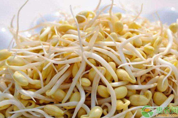 黄豆芽怎么发？-图片版权归惠农网所有