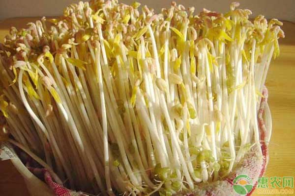 怎么种植豆芽简单?-图片版权归惠农网所有