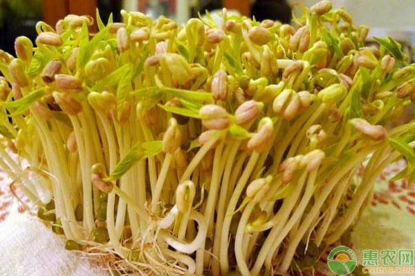 怎么种植豆芽简单?-图片版权归惠农网所有