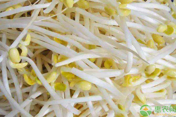 怎么种植豆芽简单?-图片版权归惠农网所有