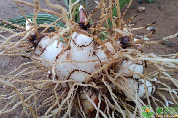 白芨怎么种能获益？浅谈白芨高效益种植及繁衍技巧-图片版权归惠农网所有