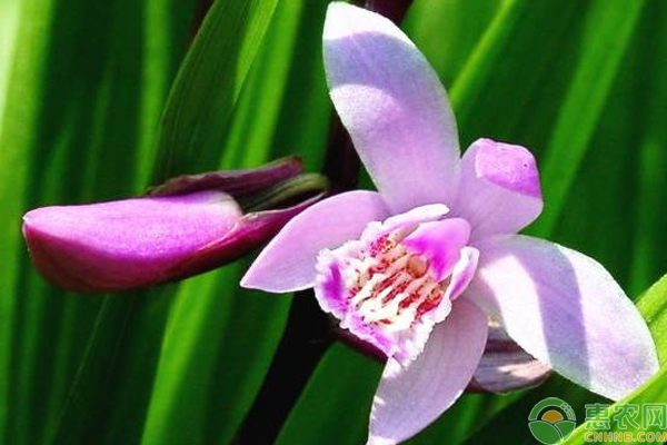 白芨怎么种能获益？浅谈白芨高效益种植及繁衍技巧-图片版权归惠农网所有