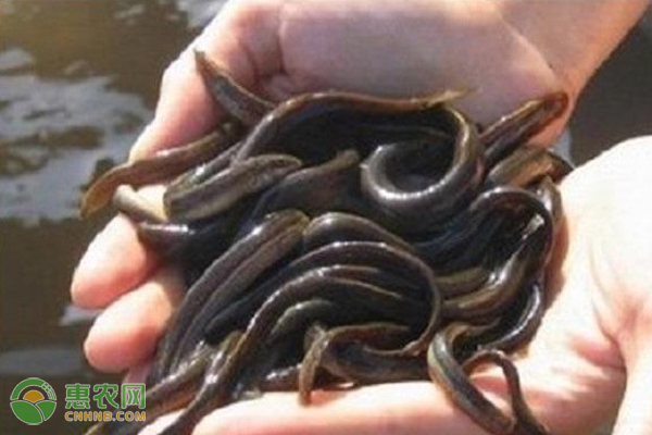 泥鳅在养殖过程中要注意哪些问题？-图片版权归惠农网所有