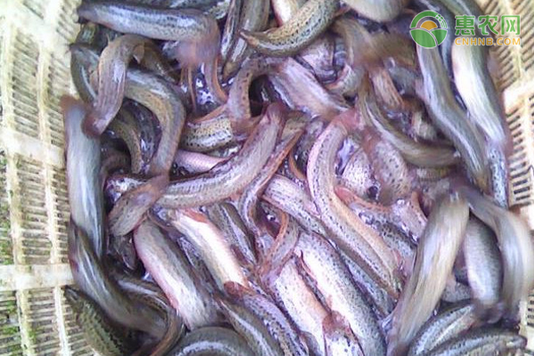 泥鳅在养殖过程中要注意哪些问题？-图片版权归惠农网所有