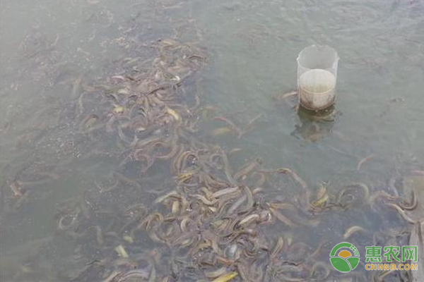 泥鳅在养殖过程中要注意哪些问题？-图片版权归惠农网所有
