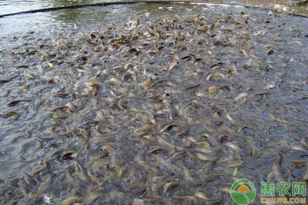 室内泥鳅养殖技术-图片版权归惠农网所有