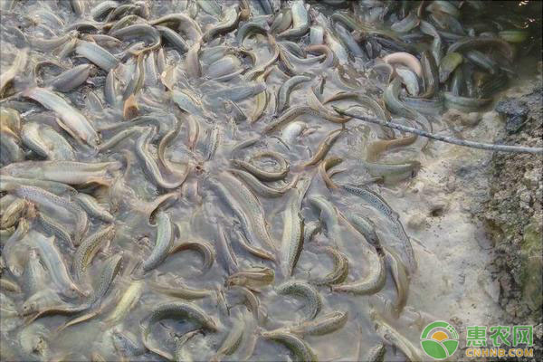 泥鳅饲养方法-图片版权归惠农网所有