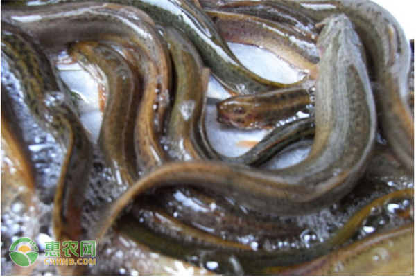 泥鳅饲养方法-图片版权归惠农网所有