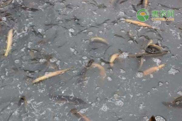 池塘泥鳅的高效养殖技术-图片版权归惠农网所有