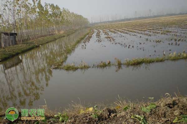 池塘泥鳅的高效养殖技术-图片版权归惠农网所有