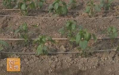 自动滴灌施肥系统维护周期