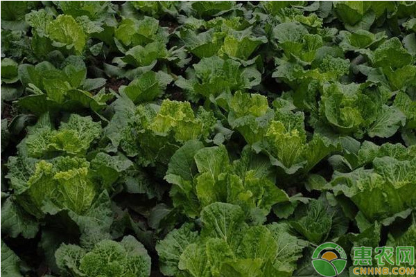 秋白菜什么时候种植？秋白菜栽培方法和播种时间-图片版权归惠农网所有