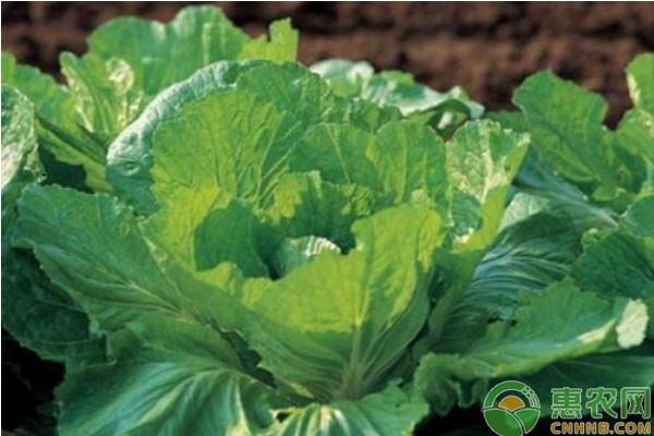 秋白菜什么时候种植？秋白菜栽培方法和播种时间-图片版权归惠农网所有