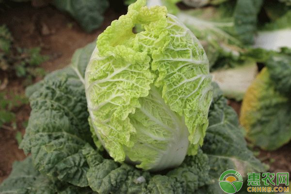 白菜移栽过程中有哪些地方需要注意？-图片版权归惠农网所有