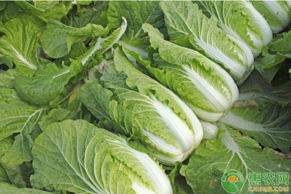 白菜移栽过程中有哪些地方需要注意？-图片版权归惠农网所有