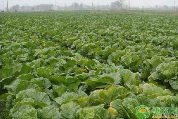 白菜移栽过程中有哪些地方需要注意？-图片版权归惠农网所有