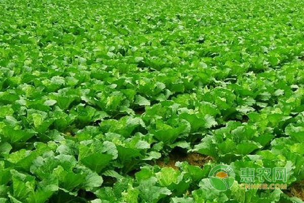 秋季大白菜种植技术-图片版权归惠农网所有