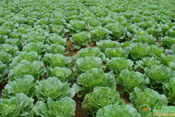 大白菜结球包心期要注意什么？水肥管理最为关键！-图片版权归惠农网所有
