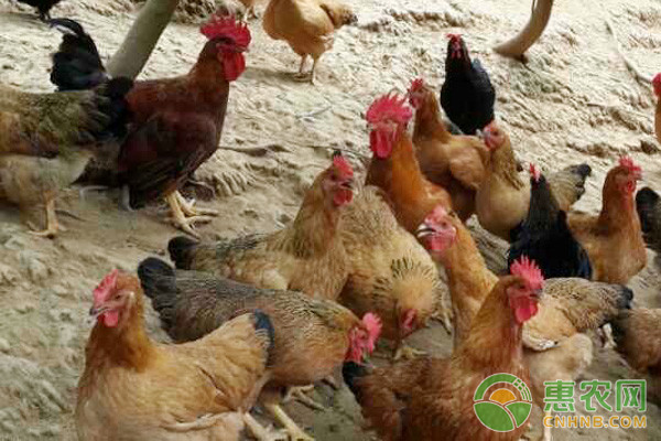 浅谈益生菌在家畜肉禽上的喂养技术 浅谈益生菌在家畜肉禽上的喂养技术-图片版权归惠农网所有