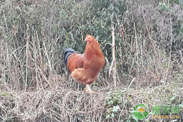 浅谈益生菌在家畜肉禽上的喂养技术 浅谈益生菌在家畜肉禽上的喂养技术-图片版权归惠农网所有
