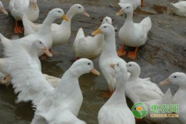 家禽兽药组方治疾病（建议收藏！）-图片版权归惠农网所有