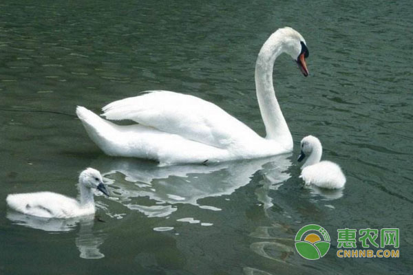 家禽兽药组方治疾病（建议收藏！）-图片版权归惠农网所有