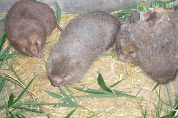 竹鼠养殖技术和方法-图片版权归惠农网所有