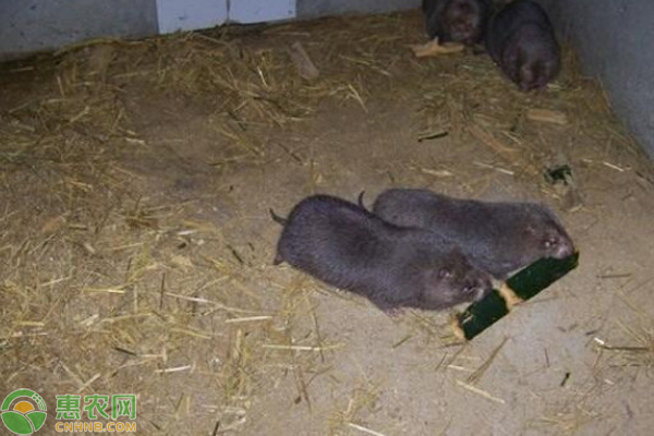 竹鼠养殖技术和方法-图片版权归惠农网所有