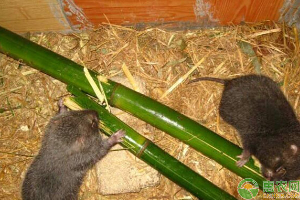 竹鼠养殖技术和方法-图片版权归惠农网所有