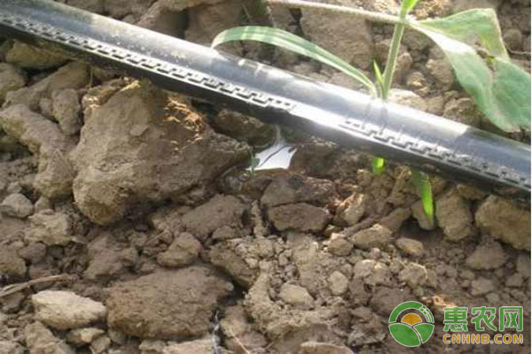 种植滴灌技术 滴灌带的正确使用方法及选择-图片版权归惠农网所有