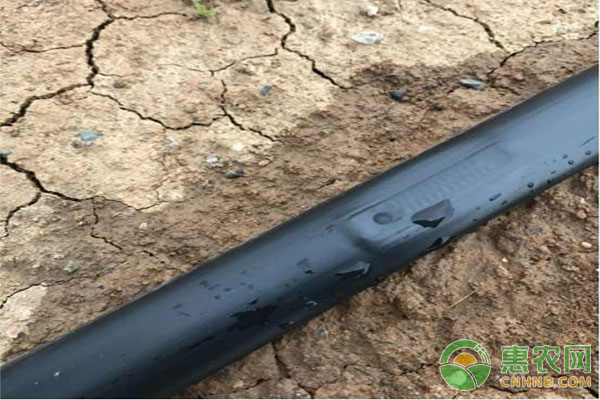 滴灌技术 滴灌带的正确使用方法及选择-图片版权归惠农网所有