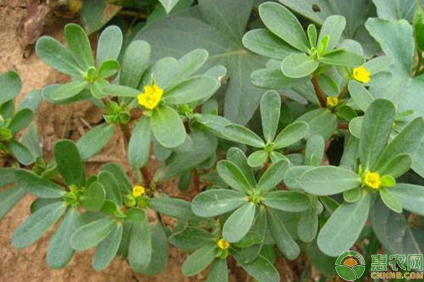 农村野菜马齿苋的人工种植方法要点-图片版权归惠农网所有