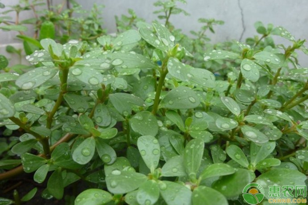 农村野菜马齿苋的食用方法及种植栽培技术-图片版权归惠农网所有