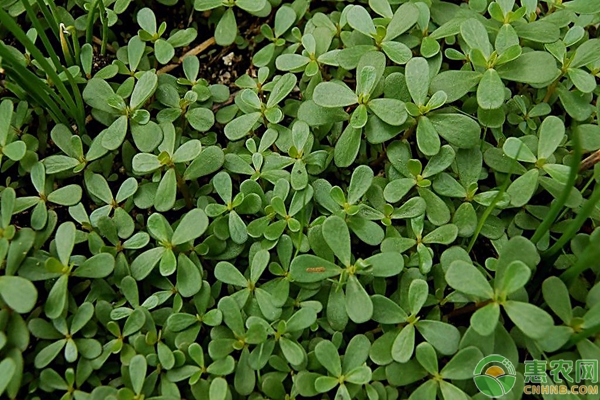 农村野菜马齿苋的食用方法及种植栽培技术-图片版权归惠农网所有
