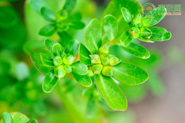 马齿苋怎么人工种植？-图片版权归惠农网所有