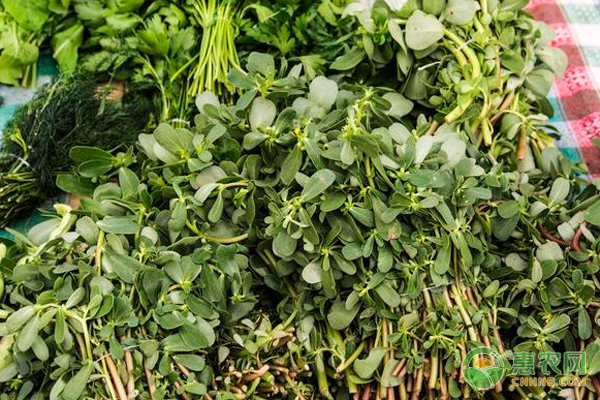 马齿苋怎么人工种植？-图片版权归惠农网所有