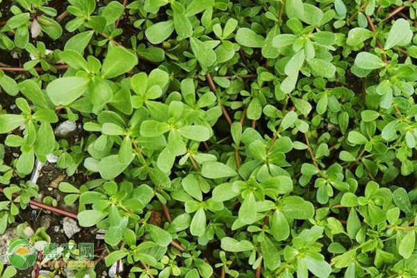 马齿苋怎么人工种植？-图片版权归惠农网所有