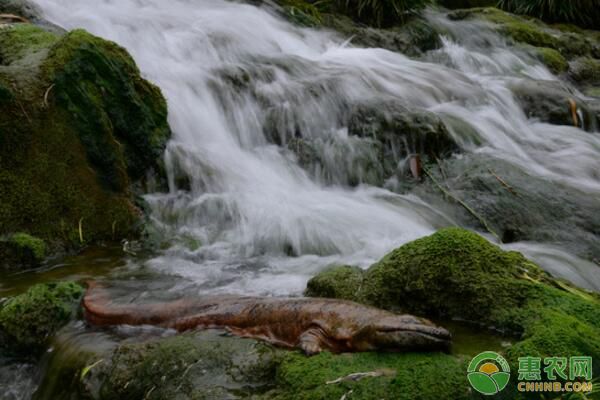 大鲵养殖场建造及日常管理要点-图片版权归惠农网所有