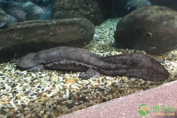 大鲵养殖场建造及日常管理要点-图片版权归惠农网所有