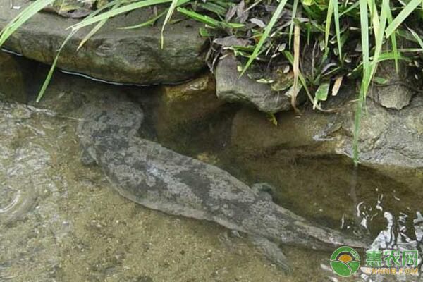 大鲵养殖场建造及日常管理要点-图片版权归惠农网所有