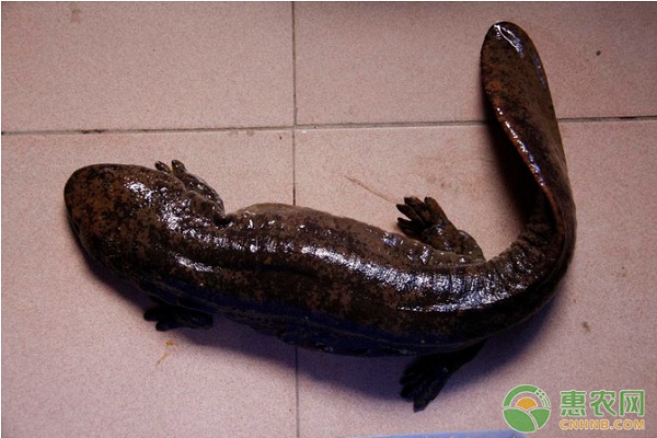 水产养殖上如何分辨娃娃鱼的雌雄？-图片版权归惠农网所有