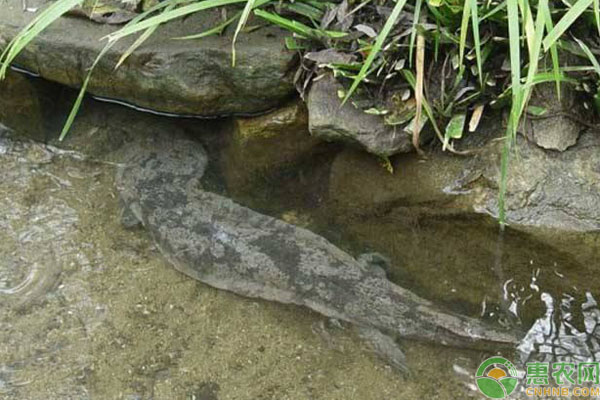 娃娃鱼养殖 娃娃鱼养殖建池有什么要求?要注意哪些事项?-图片版权归惠农网所有