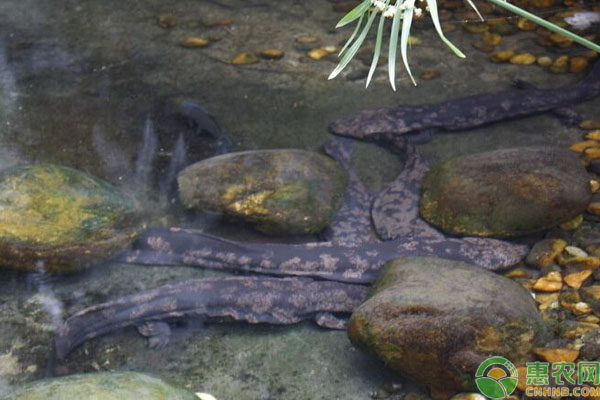 娃娃鱼养殖事项 娃娃鱼养殖建池有什么要求?要注意哪些事项?-图片版权归惠农网所有