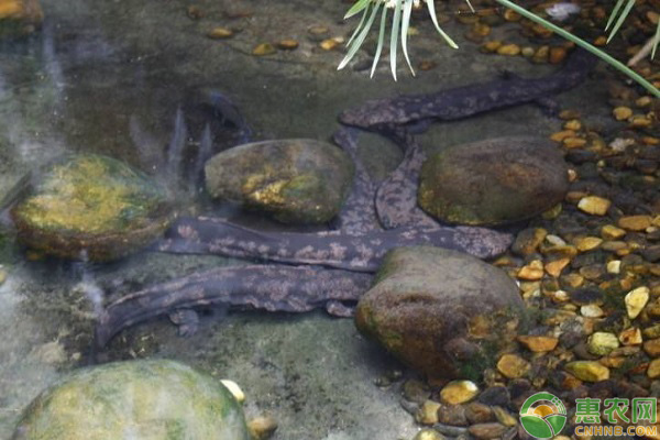 娃娃鱼人工养殖方法-图片版权归惠农网所有