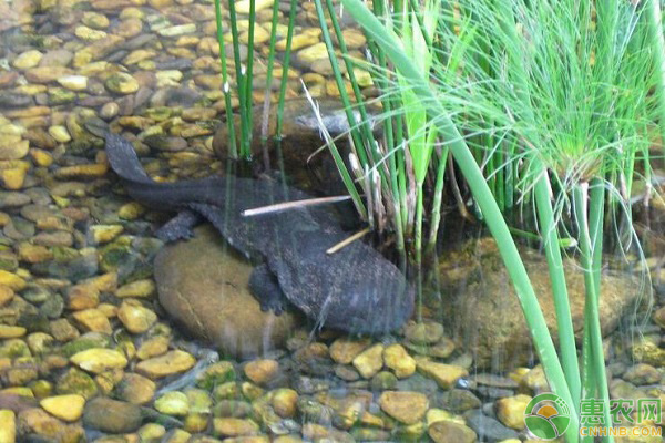 娃娃鱼人工养殖方法-图片版权归惠农网所有