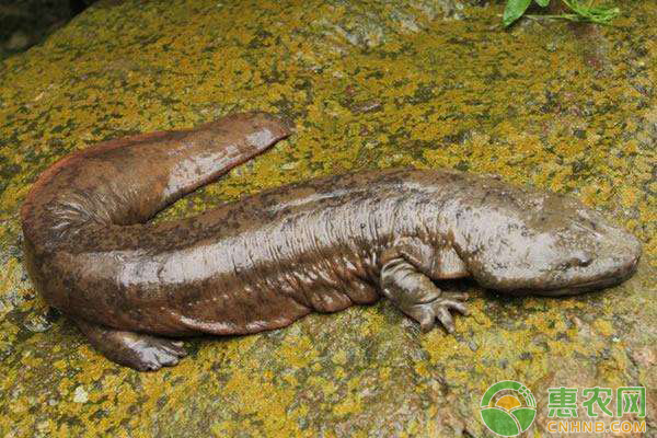 娃娃鱼养殖 娃娃鱼人工养殖五点管理事项-图片版权归惠农网所有